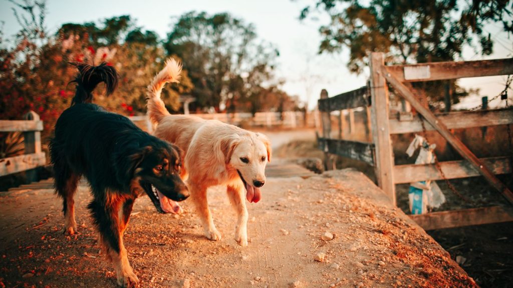 prayers for dogs