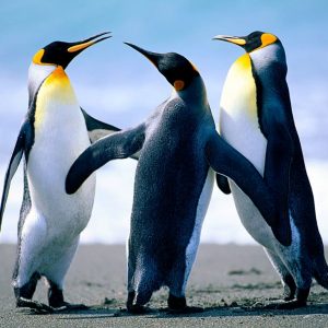Penguins1