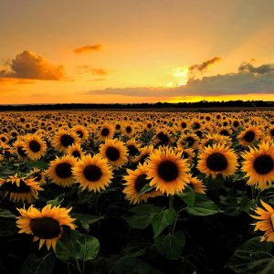 Sunflower-Field1